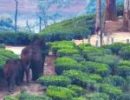 ഇടുക്കിയിലെ 13 പഞ്ചായത്തുകളിൽ നാളെ ജനകീയ ഹർത്താൽ