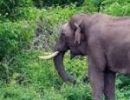 ഇടുക്കിയിൽ കാട്ടാന ആക്രമണത്തില്‍ ഒരാൾ മരിച്ചു