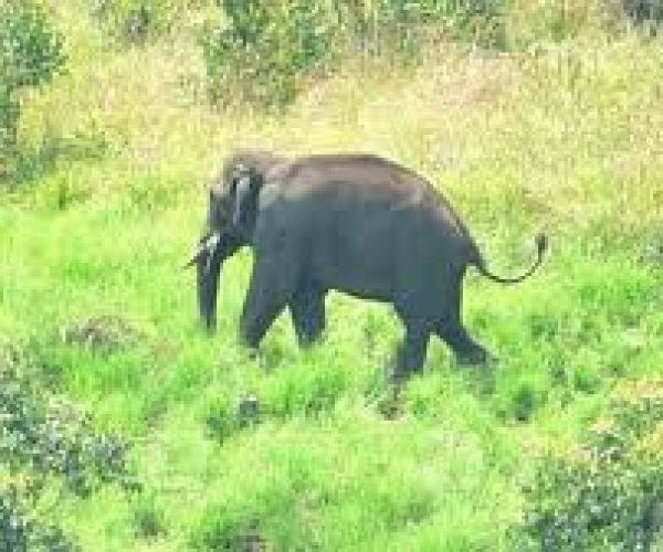 വന്യമൃഗ ശല്യത്തിനെതിരെ മത - സാമുദായിക സംഘടനകളുടെ നേതൃത്യത്തിൽ മുളപ്പുറം ഫോറസ്റ്റ് ഓഫീസിലേക്ക് പ്രതിഷേധം 29ന്