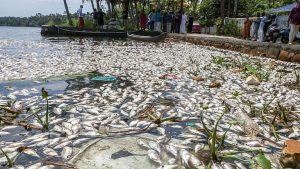 കൊച്ചിയിലെ ജലാശയങ്ങളിൽ ബാക്‌റ്റീരിയ അളവ് അപകടകരം