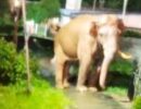 ഇടുക്കിയിൽ കാട്ടാനയുടെ മുന്നിൽപ്പെട്ട യുവാവ് അത്ഭുതകരമായി രക്ഷപ്പെട്ടു