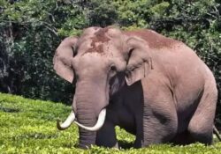 ഇടുക്കി ജില്ലാ ദുരന്തനിവാരണ അതോറിറ്റി ചെയർപേഴ്‌സണും ജില്ലാ കലക്ടറുമായ ഡോ.ദിനേശൻ ചെറുവാട്ട് പുറപ്പെടുവിച്ച പുതിയ ഉത്തരവ് വിവാദത്തിലേക്ക്