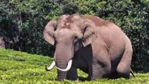 ഇടുക്കി ജില്ലാ ദുരന്തനിവാരണ അതോറിറ്റി ചെയർപേഴ്‌സണും ജില്ലാ കലക്ടറുമായ ഡോ.ദിനേശൻ ചെറുവാട്ട് പുറപ്പെടുവിച്ച പുതിയ ഉത്തരവ് വിവാദത്തിലേക്ക്