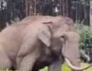 ചിന്നക്കനാലിലെ കാട്ടാന ആക്രമണങ്ങൾക്ക് പരിഹാര നിർദേശം, ഇടുക്കി ജില്ലാ കലക്ടർ മുഖ്യമന്ത്രിക്ക് മുൻപിൽ അവതരിപ്പിച്ചു