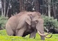 ചിന്നക്കനാലിലെ കാട്ടാന ആക്രമണങ്ങൾക്ക് പരിഹാര നിർദേശം, ഇടുക്കി ജില്ലാ കലക്ടർ മുഖ്യമന്ത്രിക്ക് മുൻപിൽ അവതരിപ്പിച്ചു