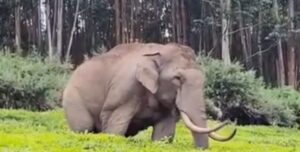ചിന്നക്കനാലിലെ കാട്ടാന ആക്രമണങ്ങൾക്ക് പരിഹാര നിർദേശം, ഇടുക്കി ജില്ലാ കലക്ടർ മുഖ്യമന്ത്രിക്ക് മുൻപിൽ അവതരിപ്പിച്ചു