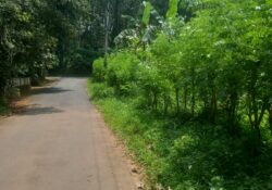 കോടിക്കുളം - ചെരിയംപാറ റോഡ് കയ്യേറ്റം: നടപടി എടുക്കാതെ അധികൃതർ