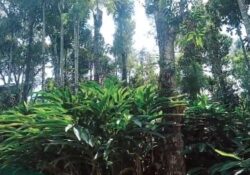 ഏലത്തോട്ടത്തില് ഭൂമിക്കൊള്ള; പാട്ടത്തിന് നല്കുന്നതില് ക്രമക്കേടും വൻ കോഴയും