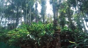 ഏലത്തോട്ടത്തില് ഭൂമിക്കൊള്ള; പാട്ടത്തിന് നല്കുന്നതില് ക്രമക്കേടും വൻ കോഴയും